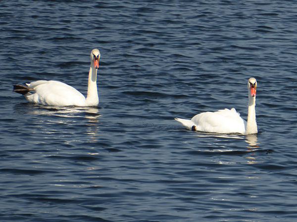 Zwei Schwäne auf dem Wasser